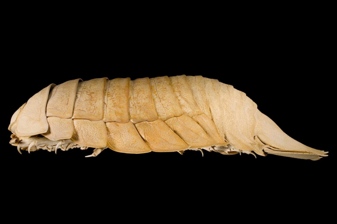 A Student Found a New Giant Isopod That Had Been Mislabeled for Decades