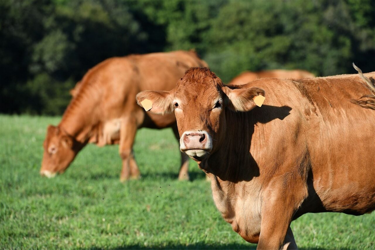 An Obscure Livestock Virus Has Been Found in a Human for the First Time—and He Didn’t Survive