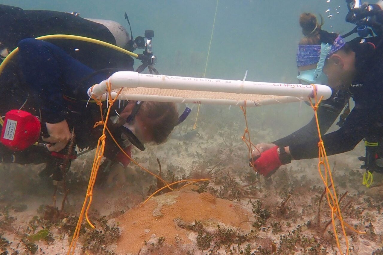 Scientists Invent Underwater Umbrellas to Protect Coral Reefs—and It Appears to Be Working