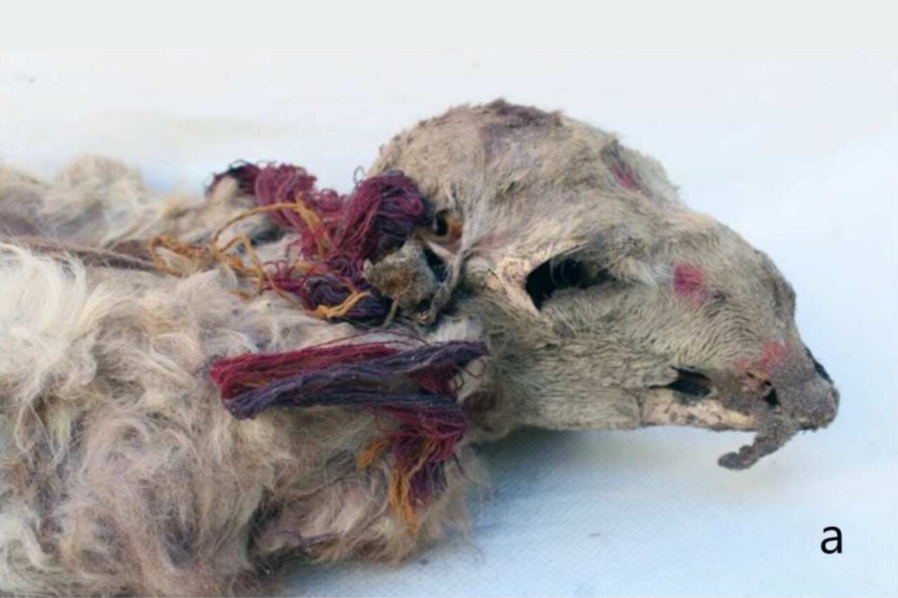 The Inca Dressed Llamas in Tassels and Face Paint—Then Likely Buried Them Alive